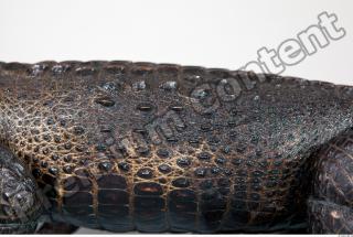 Crocodile body photo reference 0009